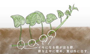 Sweetpotatofushi2