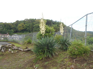 Dscn8007