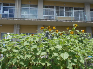 Dscn9238